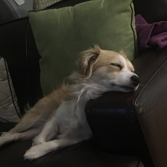 Joey Sleeping 1 IMG_7379