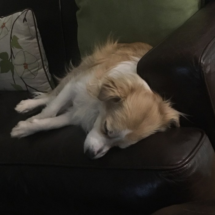 Joey Sleeping 2 IMG_7380