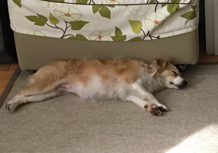 Joey Sleeping 3 IMG_7381