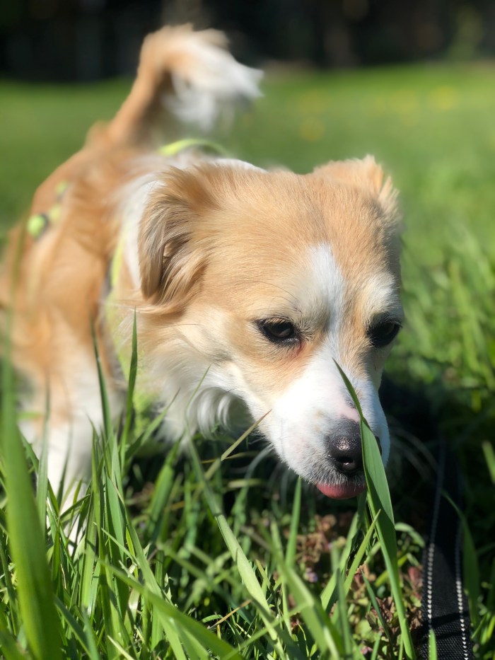 Joey sniffing grass IMG_7293